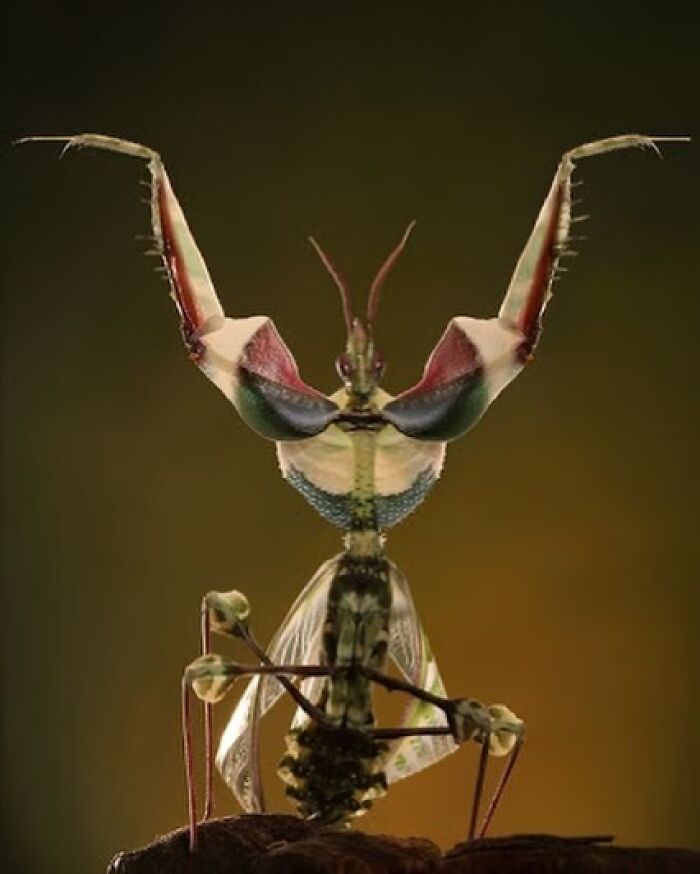 Devil’s Flower Mantis: These Mantises Are Very Good At Mimicking The Flowers They Sit On