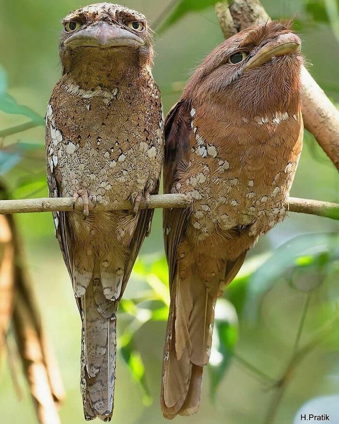 Podargo o pájaro boca de rana: Su nombre se debe a su gran pico aplanado con forma de gancho y a su enorme boca de rana, que utilizan para capturar insectos