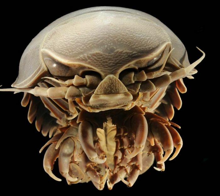 The Giant Deep Sea Isopod