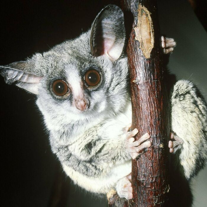 Bush Babies, Also Called Galagos, Are Small, Saucer-Eyed Primates That Spend Most Of Their Lives In Trees