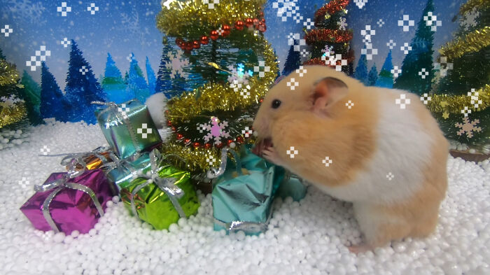 I Made A Christmas-Themed Obstacle Course For My Hamster Where In The End, It Reaches The Presents (15 Pics) I Made A Christmas-Themed Obstacle Course For My Hamster Where In The End, It Reaches The Presents (15 Pics)