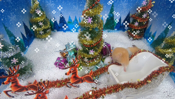 I Made A Christmas-Themed Obstacle Course For My Hamster Where In The End, It Reaches The Presents (15 Pics) I Made A Christmas-Themed Obstacle Course For My Hamster Where In The End, It Reaches The Presents (15 Pics)