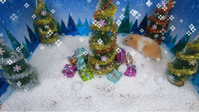 I Made A Christmas-Themed Obstacle Course For My Hamster Where In The End, It Reaches The Presents (15 Pics) I Made A Christmas-Themed Obstacle Course For My Hamster Where In The End, It Reaches The Presents (15 Pics)
