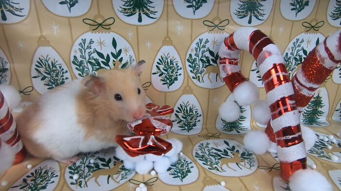 I Made A Christmas-Themed Obstacle Course For My Hamster Where In The End, It Reaches The Presents (15 Pics) I Made A Christmas-Themed Obstacle Course For My Hamster Where In The End, It Reaches The Presents (15 Pics)
