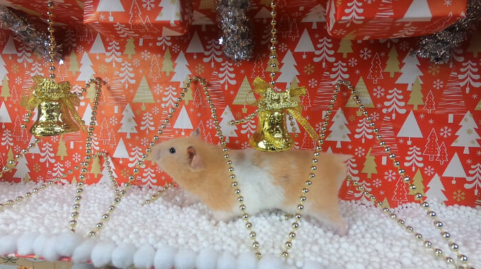 I Made A Christmas-Themed Obstacle Course For My Hamster Where In The End, It Reaches The Presents (15 Pics)