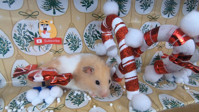 I Made A Christmas-Themed Obstacle Course For My Hamster Where In The End, It Reaches The Presents (15 Pics) I Made A Christmas-Themed Obstacle Course For My Hamster Where In The End, It Reaches The Presents (15 Pics)