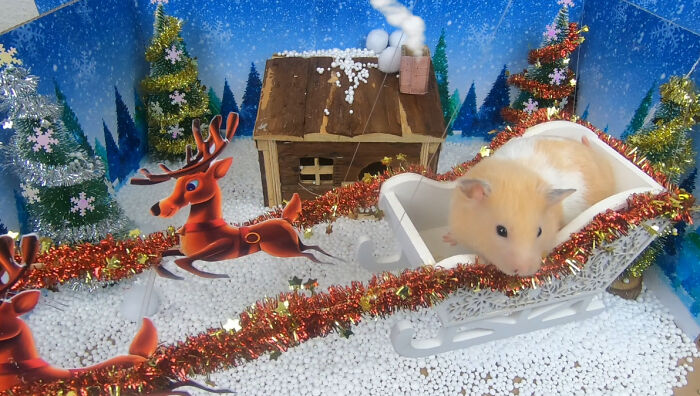 I Made A Christmas-Themed Obstacle Course For My Hamster Where In The End, It Reaches The Presents (15 Pics) I Made A Christmas-Themed Obstacle Course For My Hamster Where In The End, It Reaches The Presents (15 Pics)