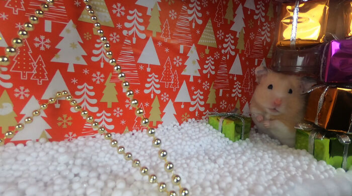I Made A Christmas-Themed Obstacle Course For My Hamster Where In The End, It Reaches The Presents (15 Pics) I Made A Christmas-Themed Obstacle Course For My Hamster Where In The End, It Reaches The Presents (15 Pics)