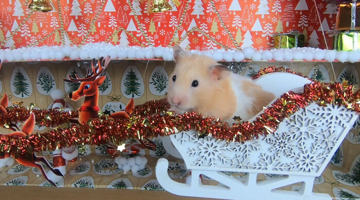 I Made A Christmas-Themed Obstacle Course For My Hamster Where In The End, It Reaches The Presents (15 Pics) I Made A Christmas-Themed Obstacle Course For My Hamster Where In The End, It Reaches The Presents (15 Pics)