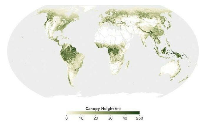 Scientists Show How Forests Measure Up A New Map Shows The Height Of Earth’s Forests, From Stubby Saplings To Timbers Towering More Than 50 Meters Tall, Across The Entire Land Surface