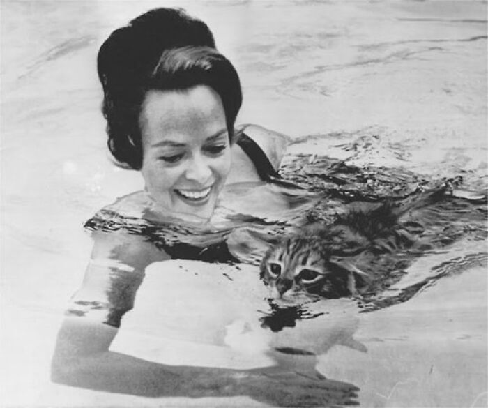 June Lockhart Swimming With Her Cat George At Her Hollywood Home, 1963