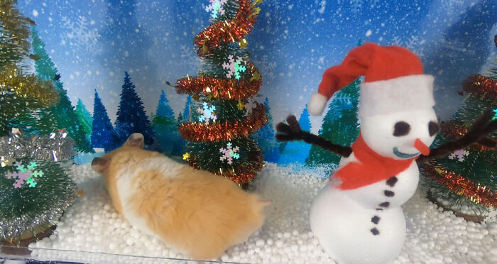 I Made A Christmas-Themed Obstacle Course For My Hamster Where In The End, It Reaches The Presents (15 Pics) I Made A Christmas-Themed Obstacle Course For My Hamster Where In The End, It Reaches The Presents (15 Pics)