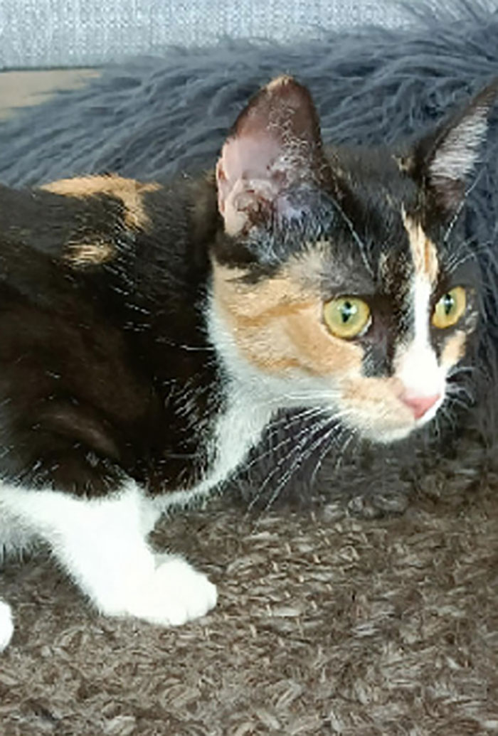 Cocokitten (Her Name Is Just Coco But I Call He Cocokitten)