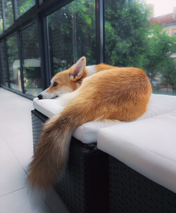 Meet Kobis - A Corgi That Knows Over 60 Tricks Including Riding A Skateboard, Painting, Playing Basketball And More Meet Kobis - A Corgi That Knows Over 60 Tricks Including Riding A Skateboard, Painting, Playing Basketball And More