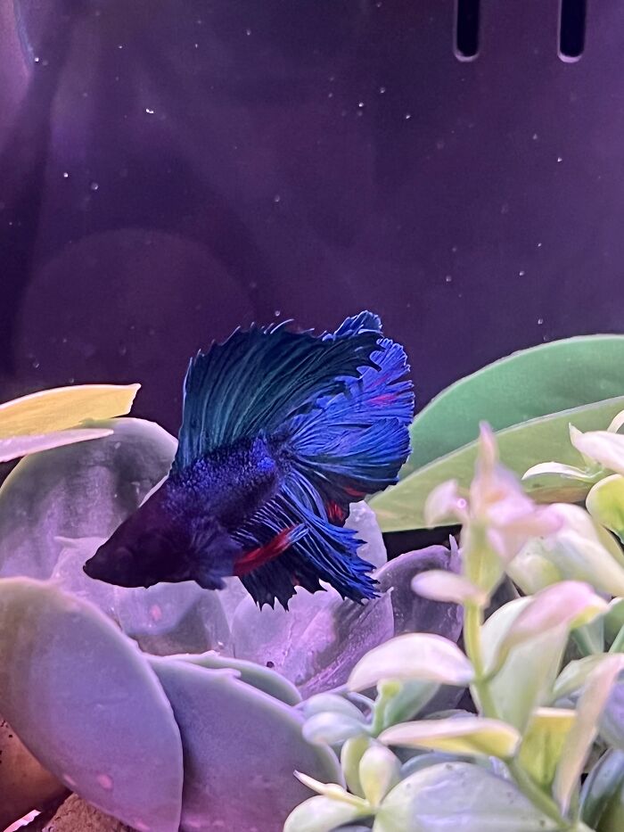 I’d Like You To Meet Dragon Scale