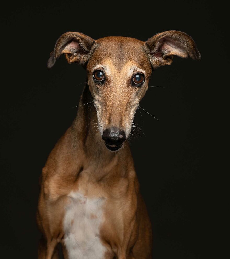 Twig - Left Behind When Her Owners Emigrated