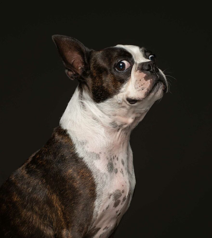 Stoffel - Unwanted By His Owners