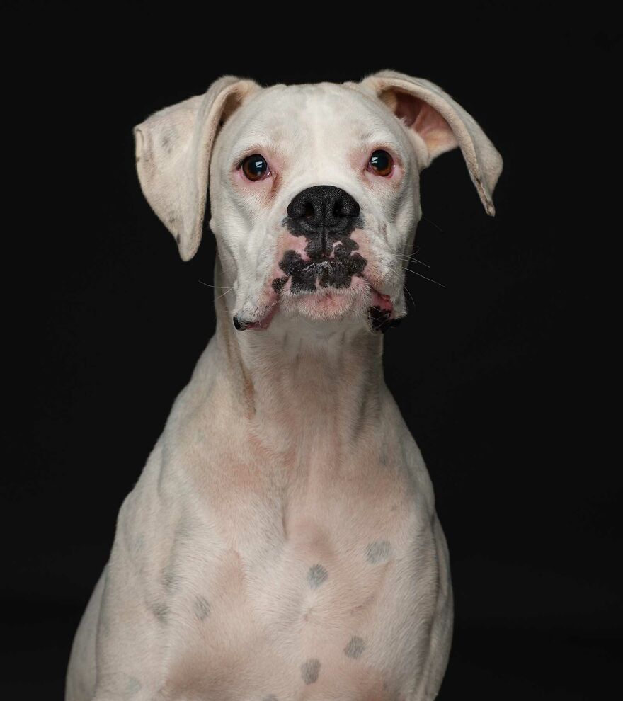 Nova - Surrendered To A Shelter Because She Was Born Deaf So Of No Saleable Value To Her Breeder