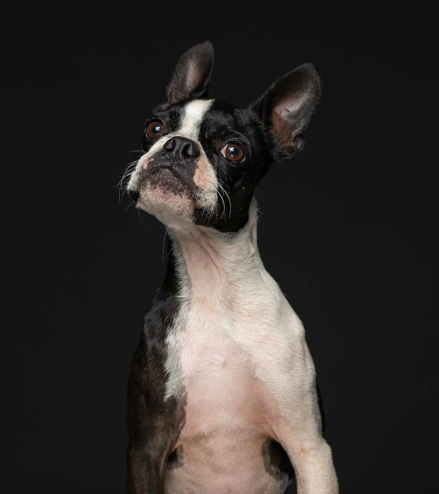 Enzo - Left Behind When His Owners Emigrated