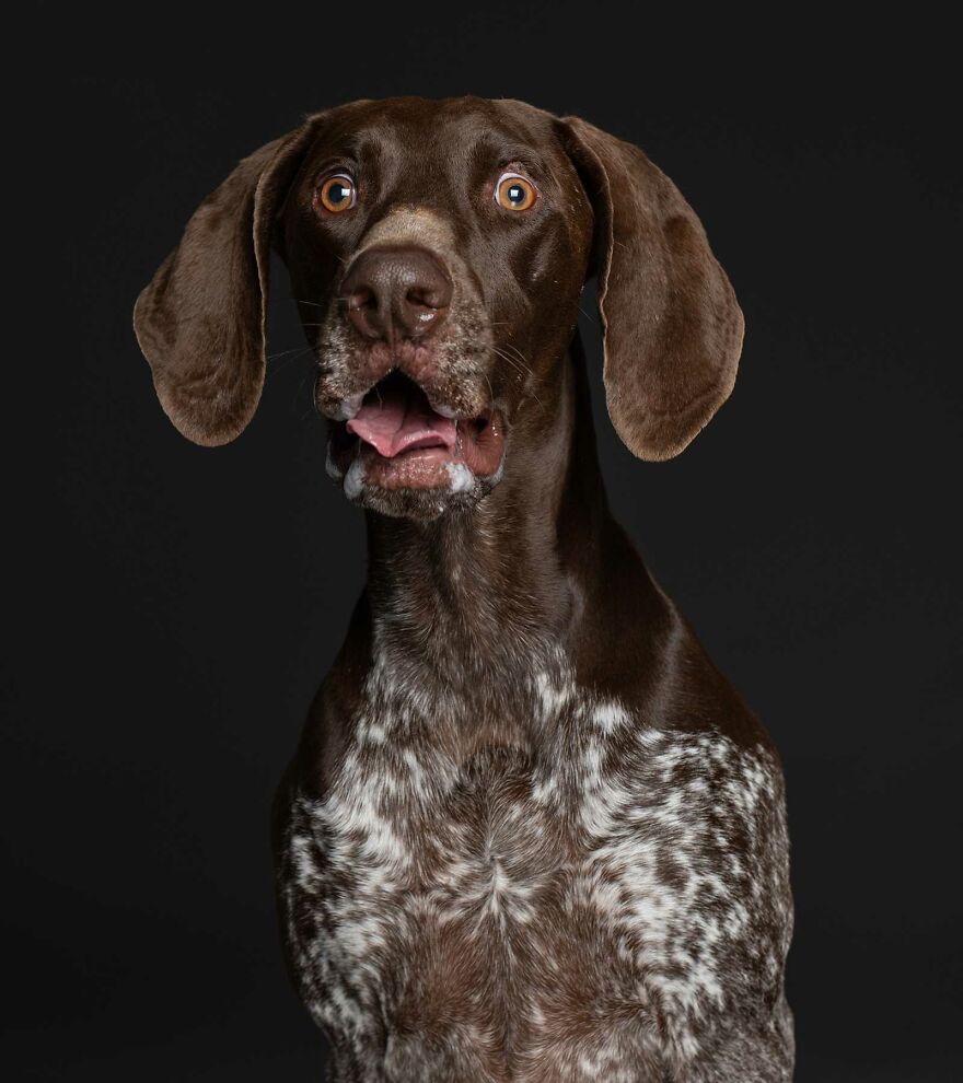 Hunter - Surrendered Because The Other Dog Kept Attacking Him