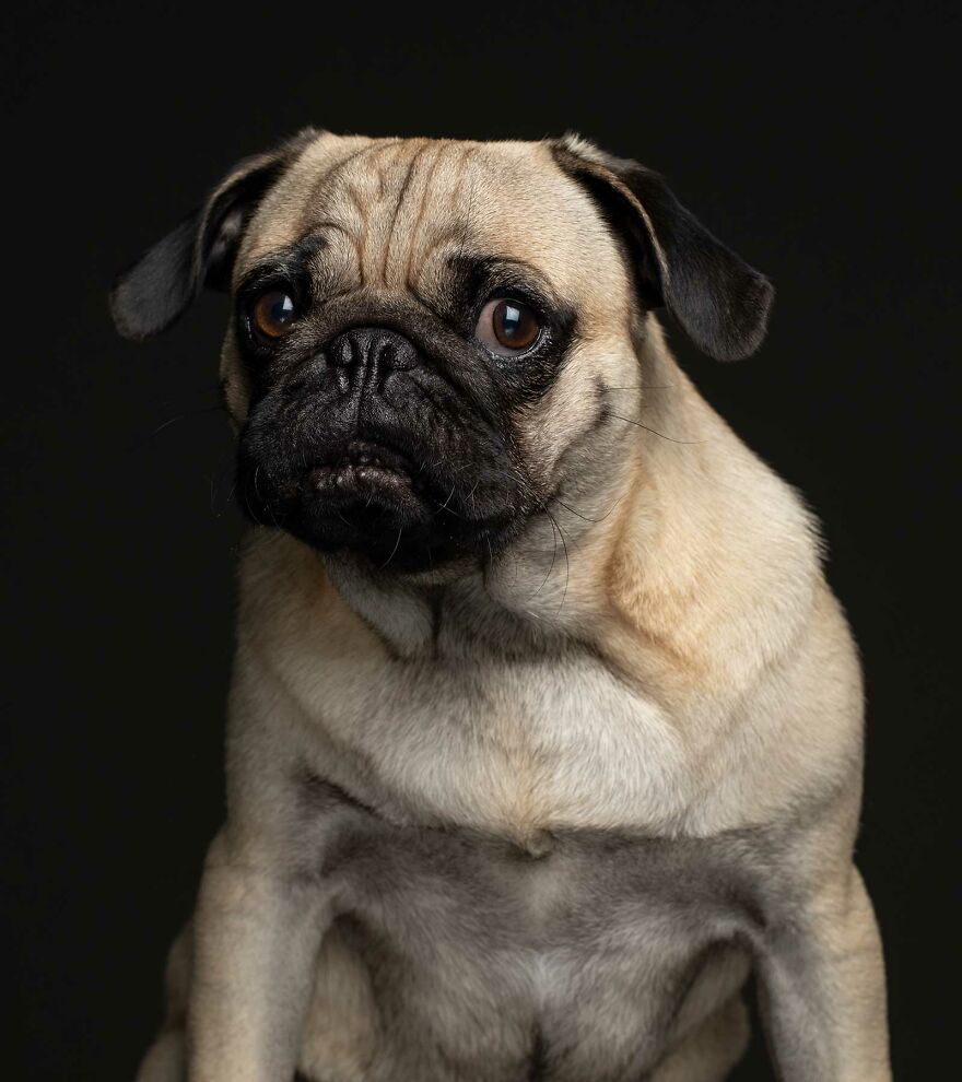 Nova - Surrendered Because His Owner Could No Longer Care For Him