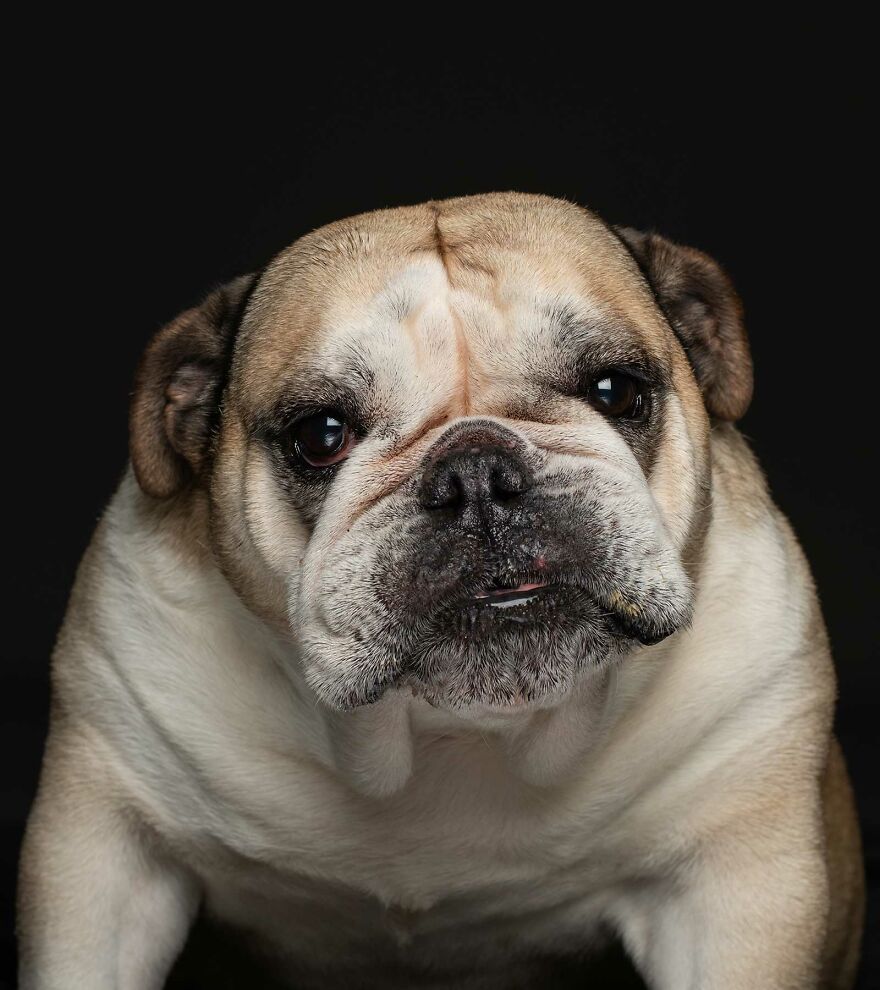 Brooklyn-Stella - Sold On Facebook After She Was No Longer Useful To Her Breeder