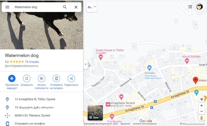 This Dog Is A Local Landmark In Tbilisi, Georgia With A Personal Google Maps Mark And Positive Reviews This Dog Is A Local Landmark In Tbilisi, Georgia With A Personal Google Maps Mark And Positive Reviews