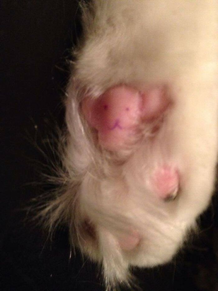 You Can Turn Cat Toe Beans Into Teddy Bears