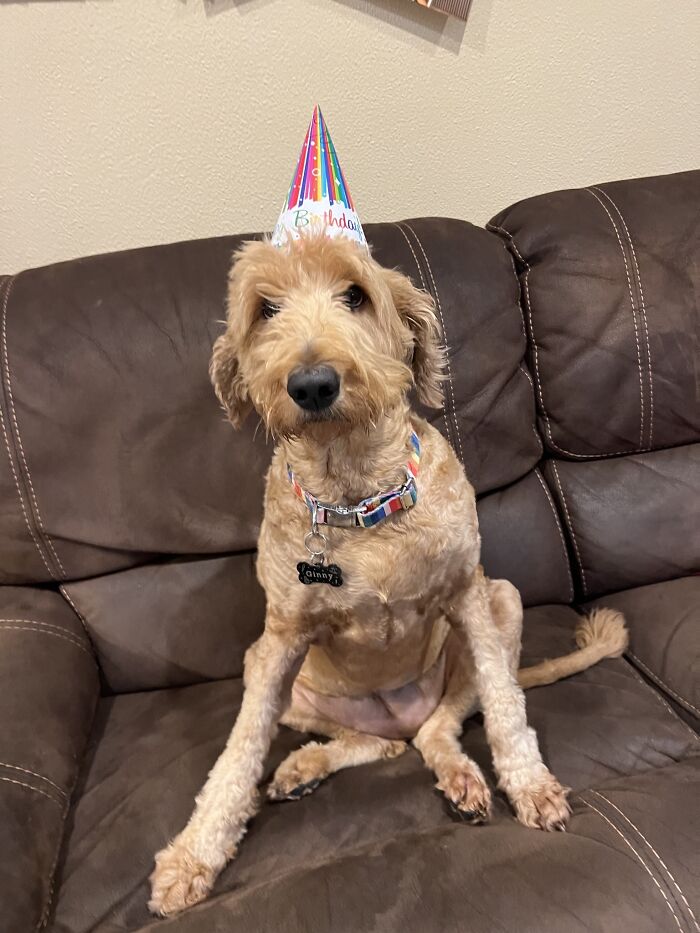 Since We’re Adding Photo Of Our Animal This Is My Dog Ginny On Her 2nd Birthday