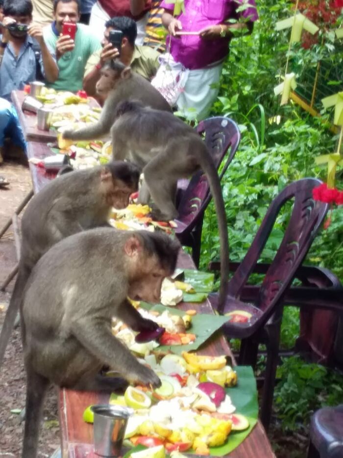In Lopburi, Thailand, The Residents Prepare An Annual Feast For The Local Monkeys