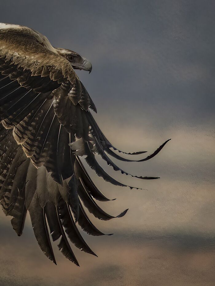Birds In Flight: "Wedge-Tailed Eagle" By Michelle Gardner (Shortlist)