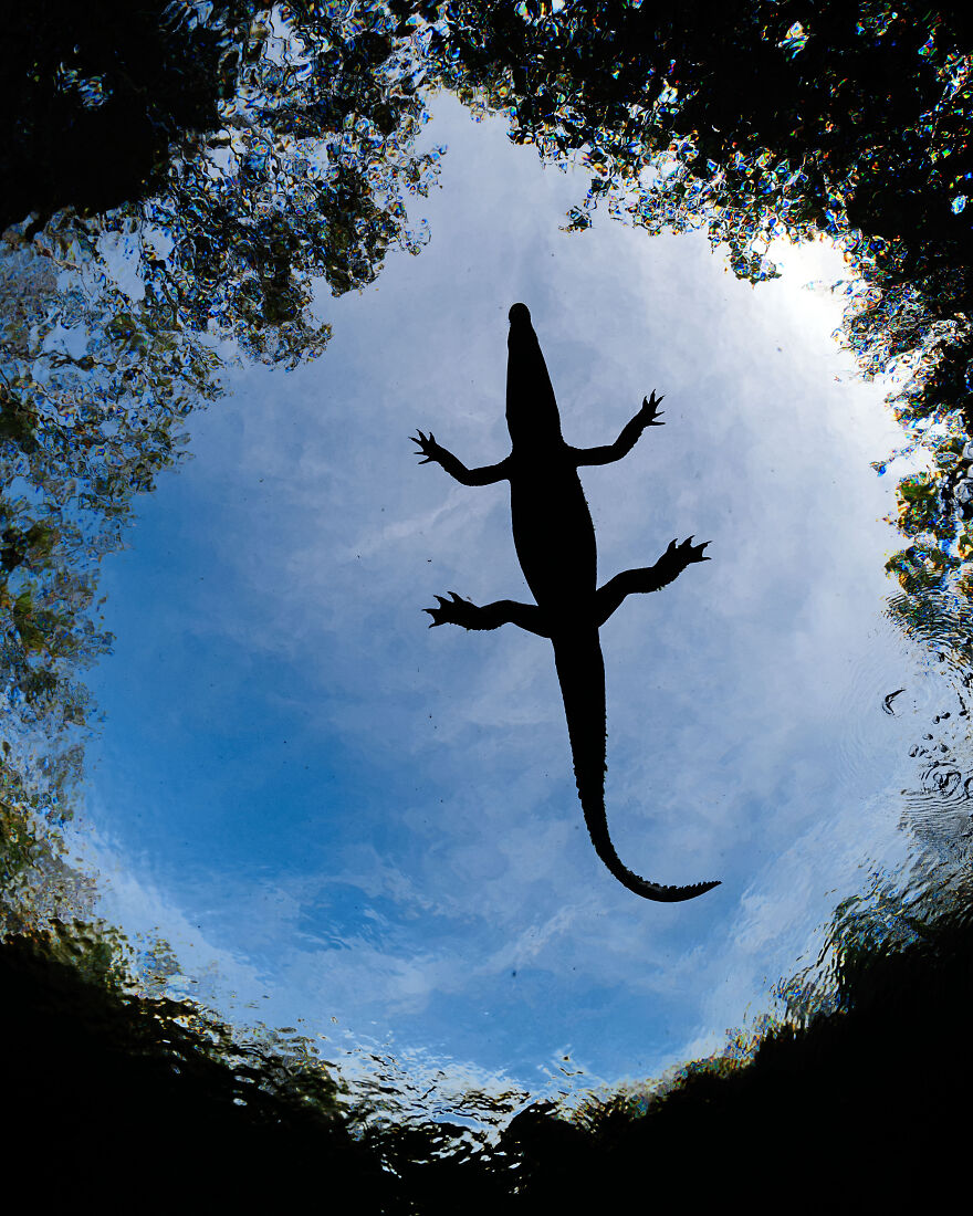 Flying Crocodile - Alvaro Herrero Lopez-Bletran, Mexico