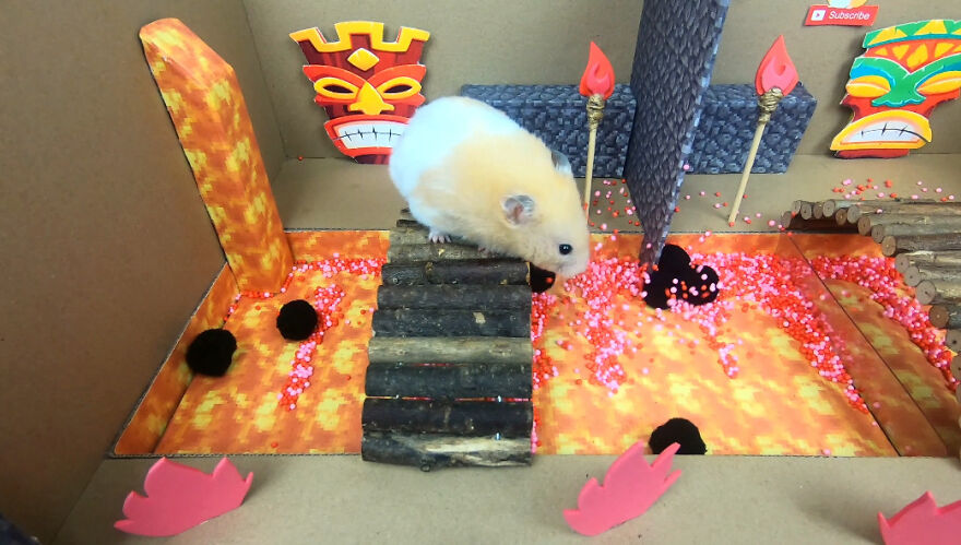 I Made A Video Of A Brave Hamster Escaping A Cannibal's Prison In An Amazing Obstacle Course Which Is Like The Pet Version Of Indiana Jones (12 Pics) I Made A Video Of A Brave Hamster Escaping A Cannibal's Prison In An Amazing Obstacle Course Which Is Like The Pet Version Of Indiana Jones (12 Pics)