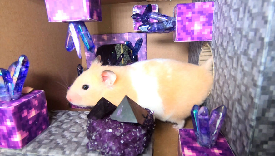 I Made A Video Of A Brave Hamster Escaping A Cannibal's Prison In An Amazing Obstacle Course Which Is Like The Pet Version Of Indiana Jones (12 Pics) I Made A Video Of A Brave Hamster Escaping A Cannibal's Prison In An Amazing Obstacle Course Which Is Like The Pet Version Of Indiana Jones (12 Pics)