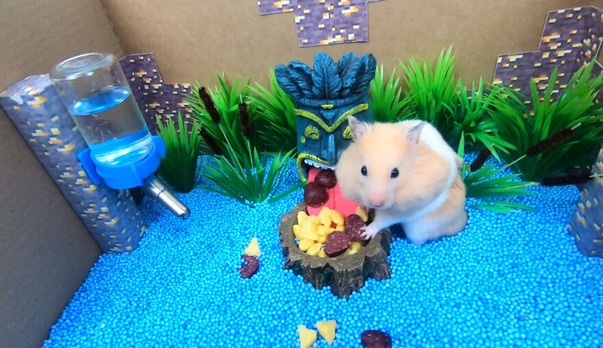 I Made A Video Of A Brave Hamster Escaping A Cannibal's Prison In An Amazing Obstacle Course Which Is Like The Pet Version Of Indiana Jones (12 Pics) I Made A Video Of A Brave Hamster Escaping A Cannibal's Prison In An Amazing Obstacle Course Which Is Like The Pet Version Of Indiana Jones (12 Pics)