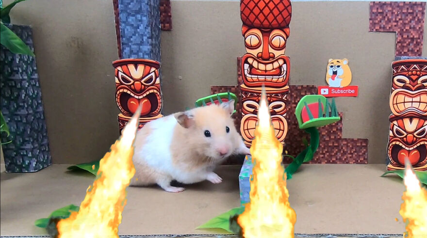 I Made A Video Of A Brave Hamster Escaping A Cannibal's Prison In An Amazing Obstacle Course Which Is Like The Pet Version Of Indiana Jones (12 Pics)