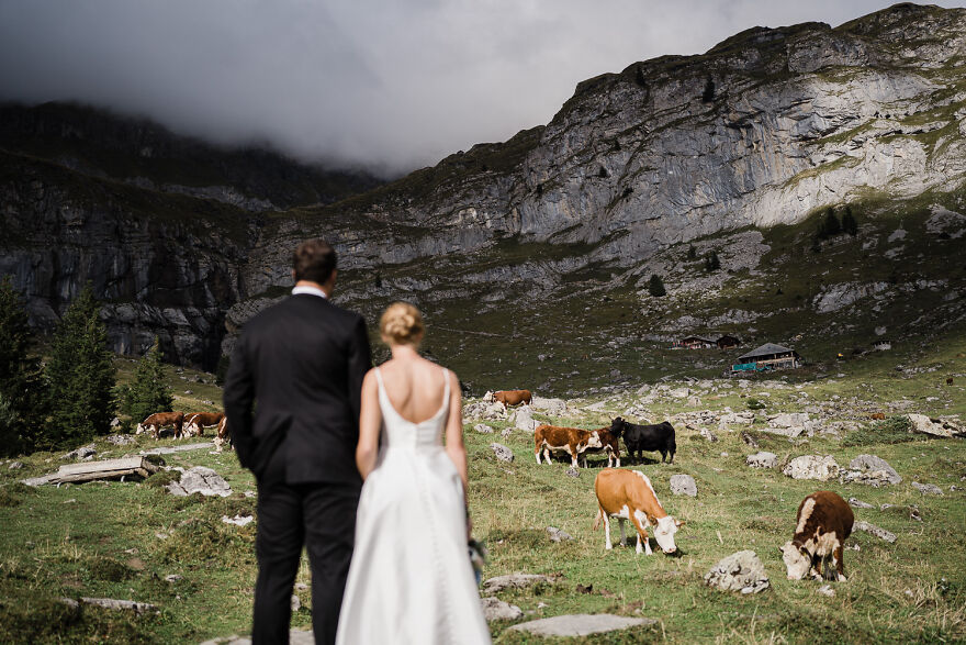 Hiking Amongst Alpine Cows