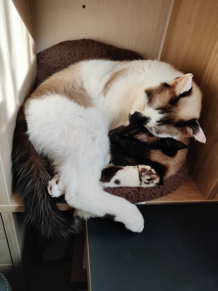 Loki's Cuddle-Beans Cradling His Brother
