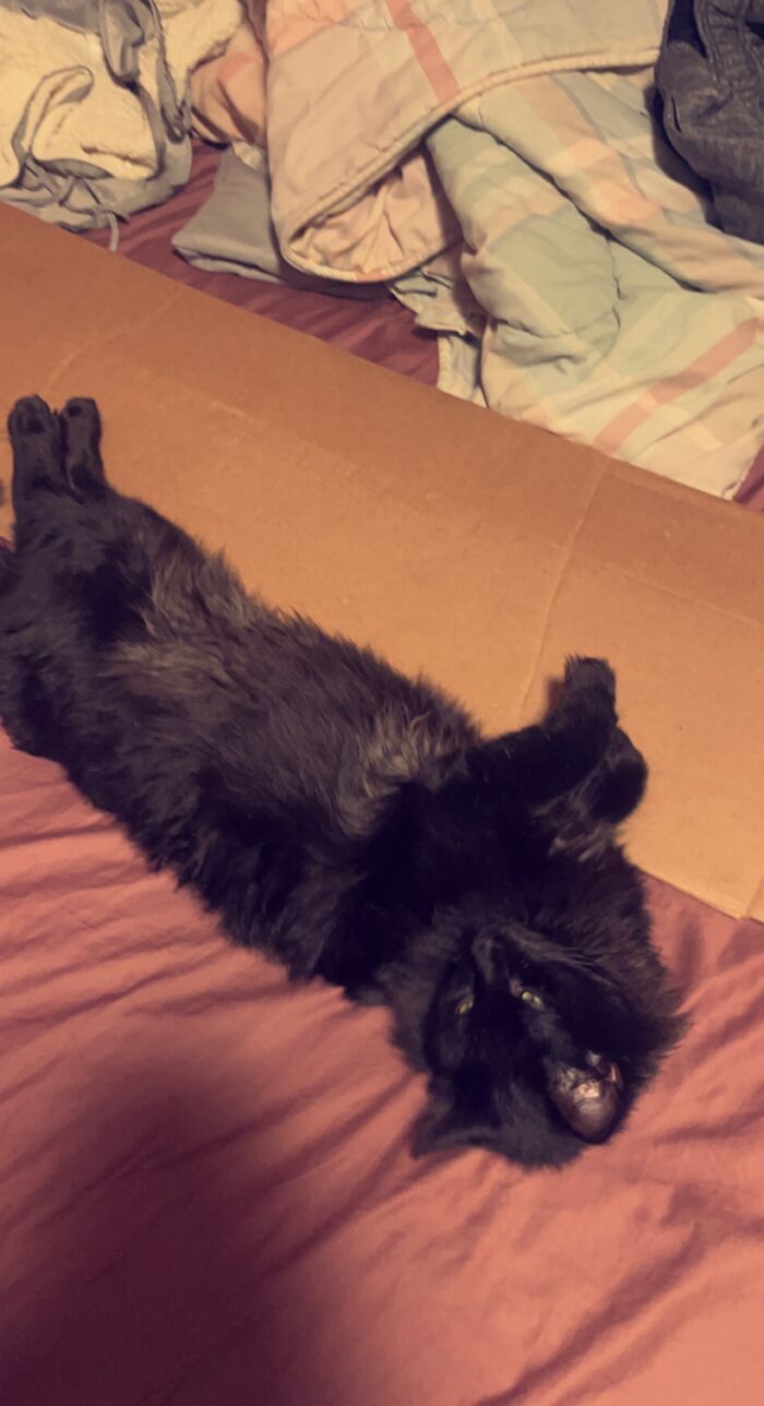 Mr. Rolo Woke Up But He Likes To Stretch Out When He Sleeps