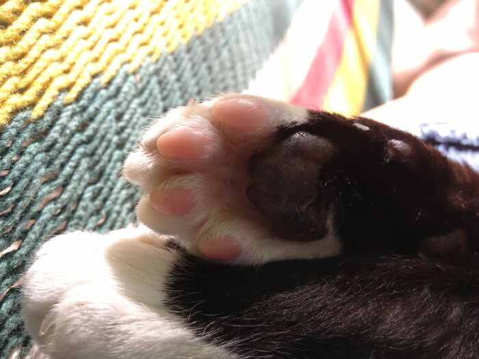 Kevin's Multicolored Beans