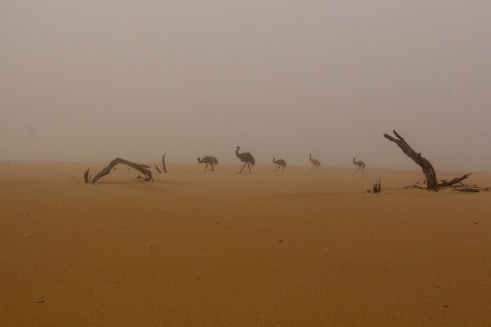 Birds In The Landscape: "Emu Mist" By Christian Spencer (Shortlist)