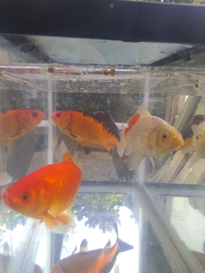 Had To Give Them Away But These Were My Goldfish