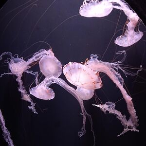 nathaliemaszewski avatar