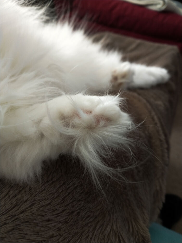 No Beans, Only Floofs