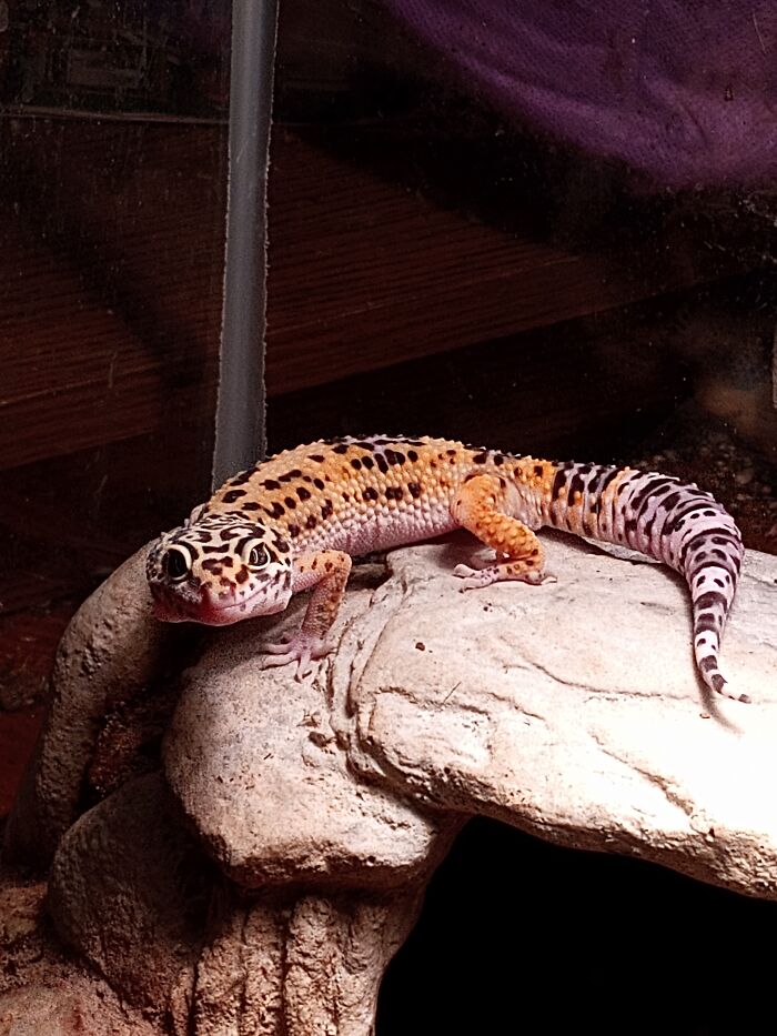 My Leopard Gecko Eragon . He Has Been With Me Through The Hardest Thing I've Ever Gone Through . He Is My Emotional Support Gecko And I Love Him So Much