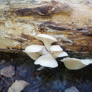 michaeltrepanier avatar