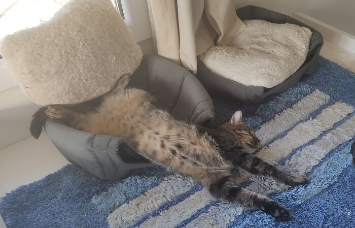 Loki's Sunday Morning Lie In 😴