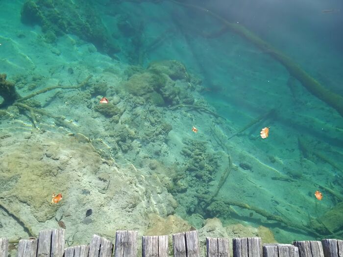 Amazingly Clear Water . Photo Taken On Plitvice Lakes ( Croatia), Few Days Ago
