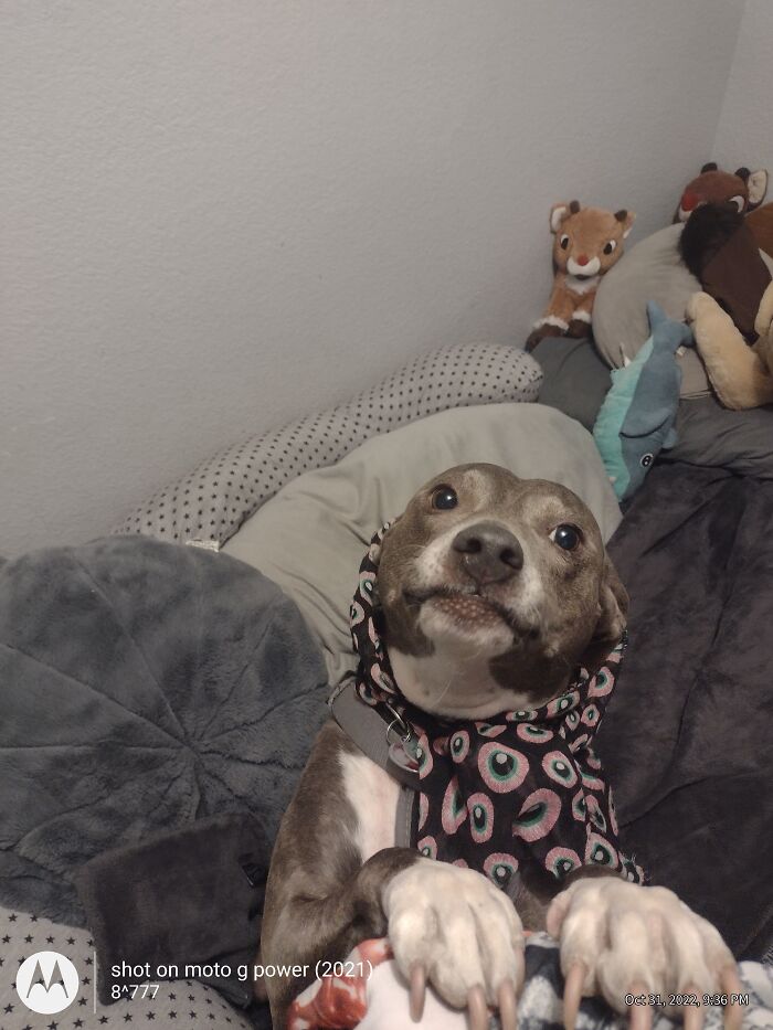 Grae'son On Halloween 🤣