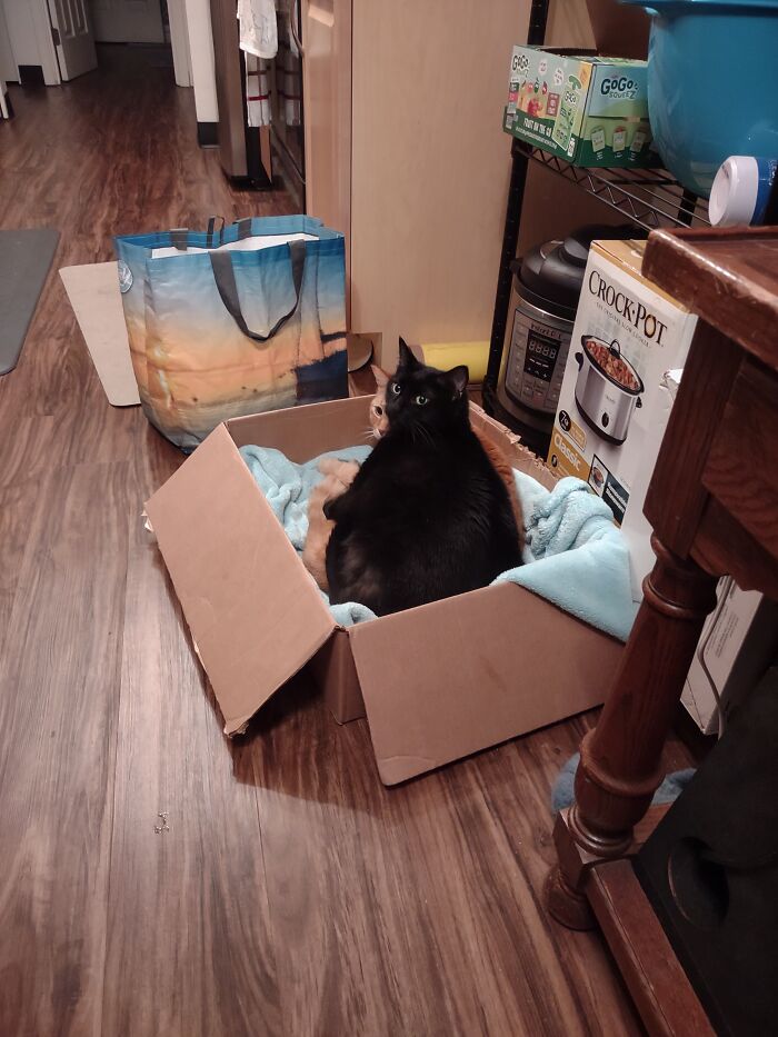 Siblings Fighting Over A Seat